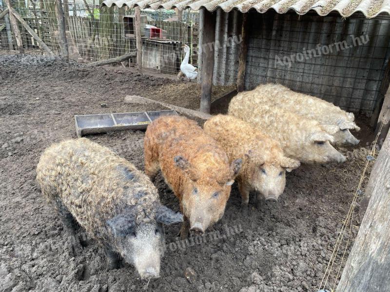 Mangalica hízósertés