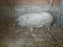 1 db mangalica eladó