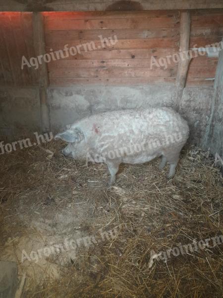 1 db mangalica eladó