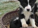 Fajtatiszta jellegű Border Collie kiskutya