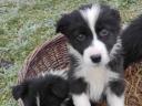 Fajtatiszta jellegű Border Collie kiskutya