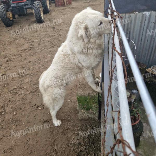 Kuvasz kan ingyen elvihető!