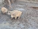 Mangalica- és durokmalacok eladók