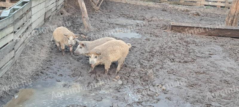 Mangalica- és durokmalacok eladók