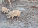 Mangalica- és durokmalacok eladók