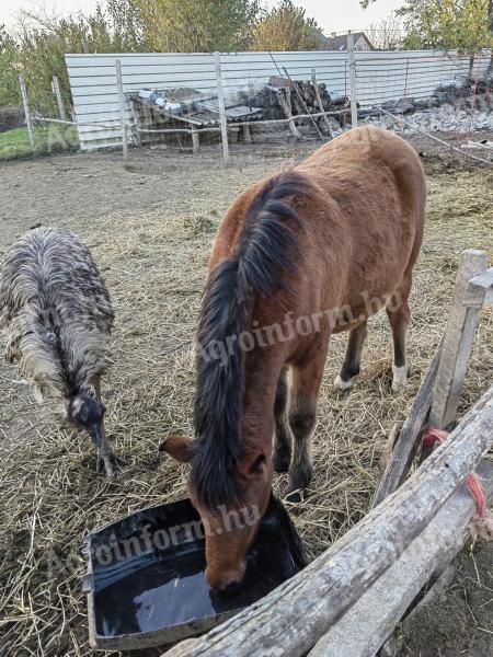 Sportponi csiko eladó cserélhető