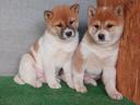 Shiba Inu jellegű kölykök