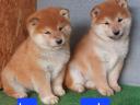 Shiba Inu jellegű kölykök