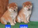 Shiba Inu jellegű kölykök