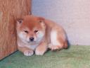 Shiba Inu jellegű kölykök