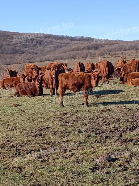 Ridegen tartott aberdeen angus bikaborjak eladók