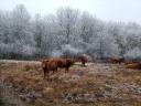 Ridegen tartott aberdeen angus bikaborjak eladók