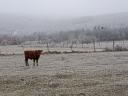 Ridegen tartott aberdeen angus bikaborjak eladók