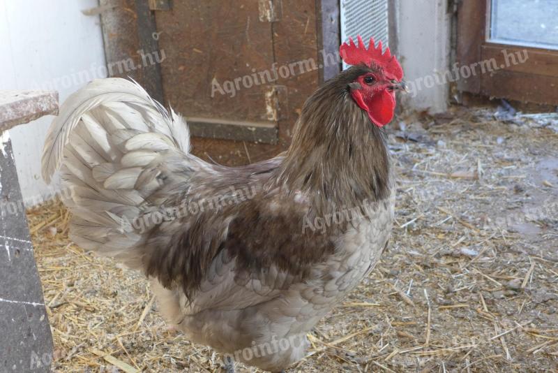 Australorp (ausztralorp) csibe,  csirke,  naposcsibe