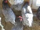 Australorp (ausztralorp) csibe,  csirke,  naposcsibe