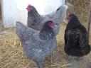 Australorp (ausztralorp) csibe,  csirke,  naposcsibe