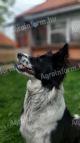 Border collie fedeztetés