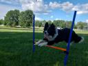 Border collie fedeztetés