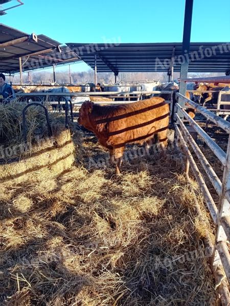 Limuzinbika és üszö borjú eladó