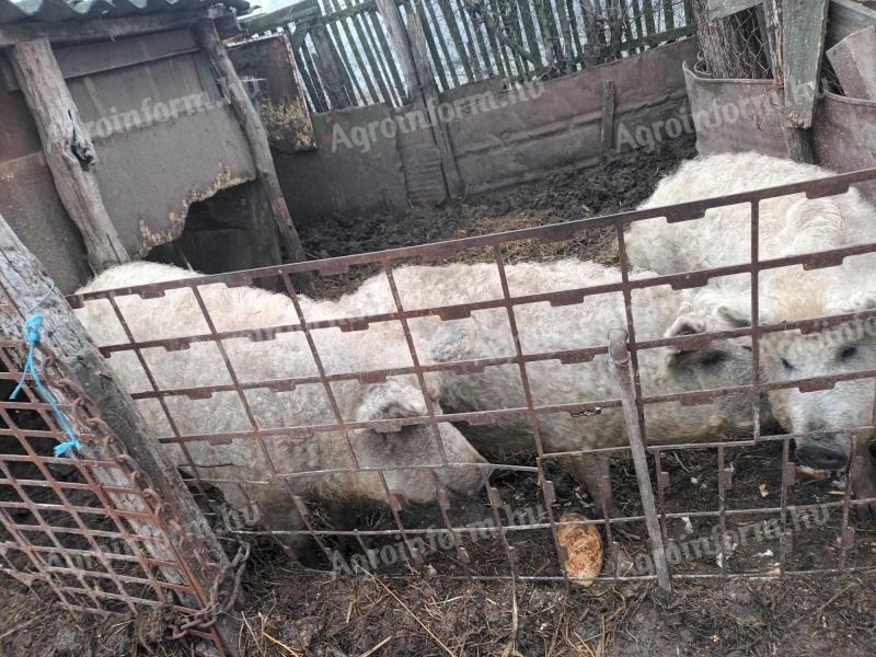 Mangalica hízó eladó