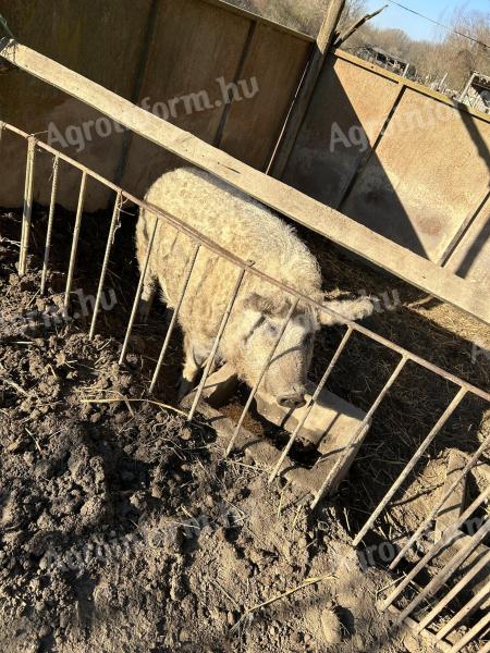 Mangalica koca eladó