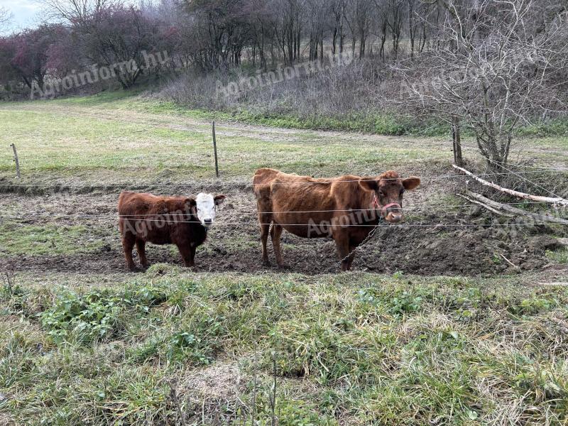 Jersey x Angus tehén borjával eladó