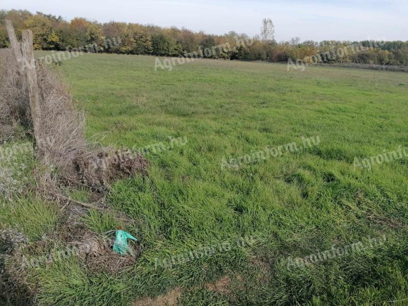 Szeged-Szőreg,  Ezüsttó utcában eladó mezőgazdasági zártkert