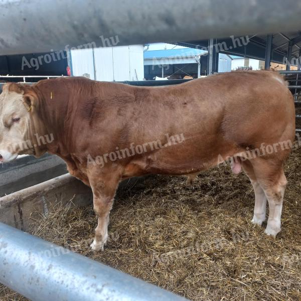 Blonde d'Aquitaine tenyészbika eladó