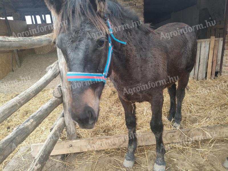 Kanca csikó eladó Igar