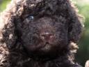 Kiskutya,  Lagotto Romagnolo