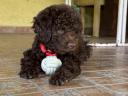 Kiskutya,  Lagotto Romagnolo