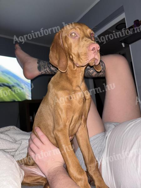 Törzskönyves magyar vizsla