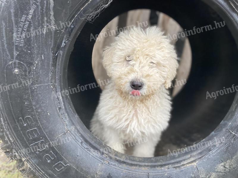 Komondor legények költöznének