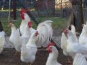 Leghorn csibe,  csirke,  naposcsibe