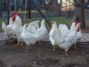 Leghorn csibe,  csirke,  naposcsibe