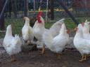 Leghorn csibe,  csirke,  naposcsibe