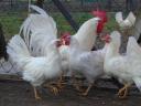 Leghorn csibe,  csirke,  naposcsibe