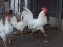 Leghorn csibe,  csirke,  naposcsibe