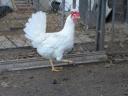 Leghorn csibe,  csirke,  naposcsibe