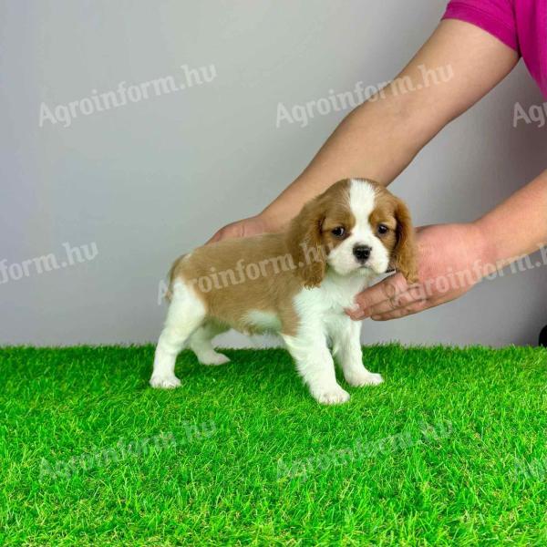 Törzskönyves cavalier king charles spániel kiskutya