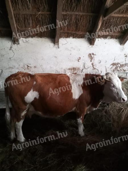 Eladó magyar tarka és Charolais tehén