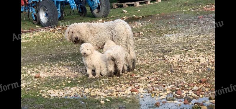 Komondor jellegű kiskutya gazdit keres