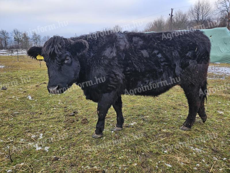 Wagyu-skótangus tinó