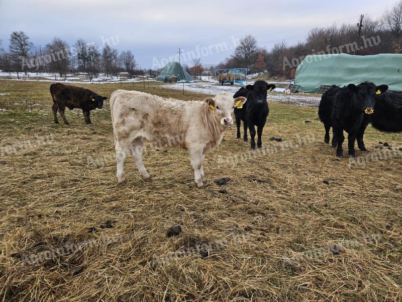 Angus - charolais üsző