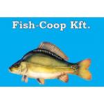 FISH COOP KFT.