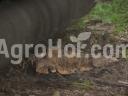 AARDENBURG 180 cm-es fixfogas erdészeti szárzúzó