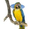 Védőgallér papagáj 80 mm