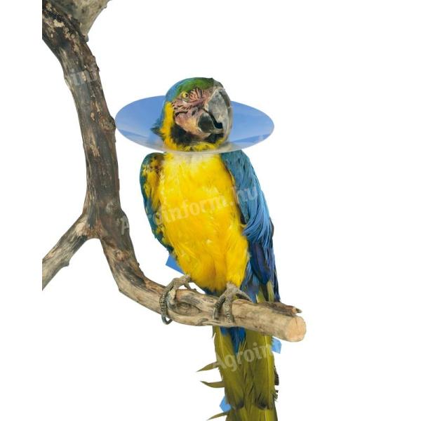 Védőgallér papagáj 80 mm