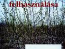 Bai Attila - Lakner Zoltán - Marosvölgyi Béla - Nábrádi András: A biomassza felhasználása