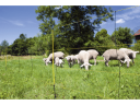 Villanypásztor háló juhoknak, 50 m x 105 cm
